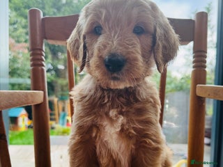 Double Doodle dogs - Advert 2