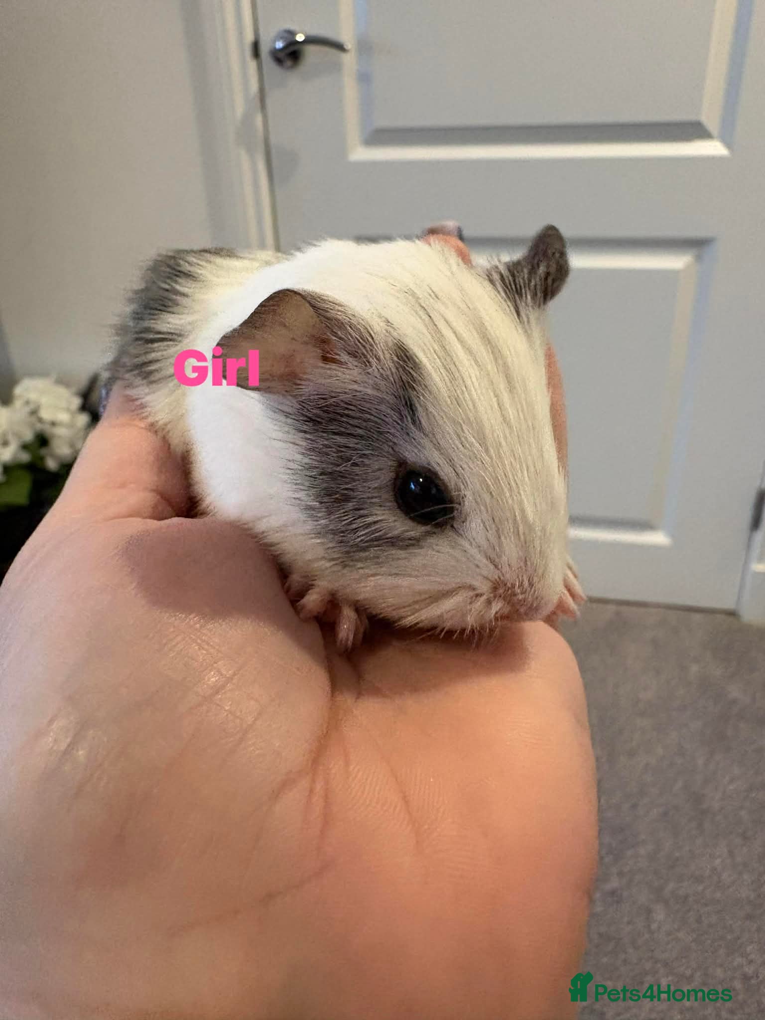 Guinea Pig rodents Male & Female Guinea pigs  - Advert 8