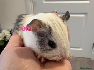 Guinea Pig rodents Male & Female Guinea pigs - Advert 8