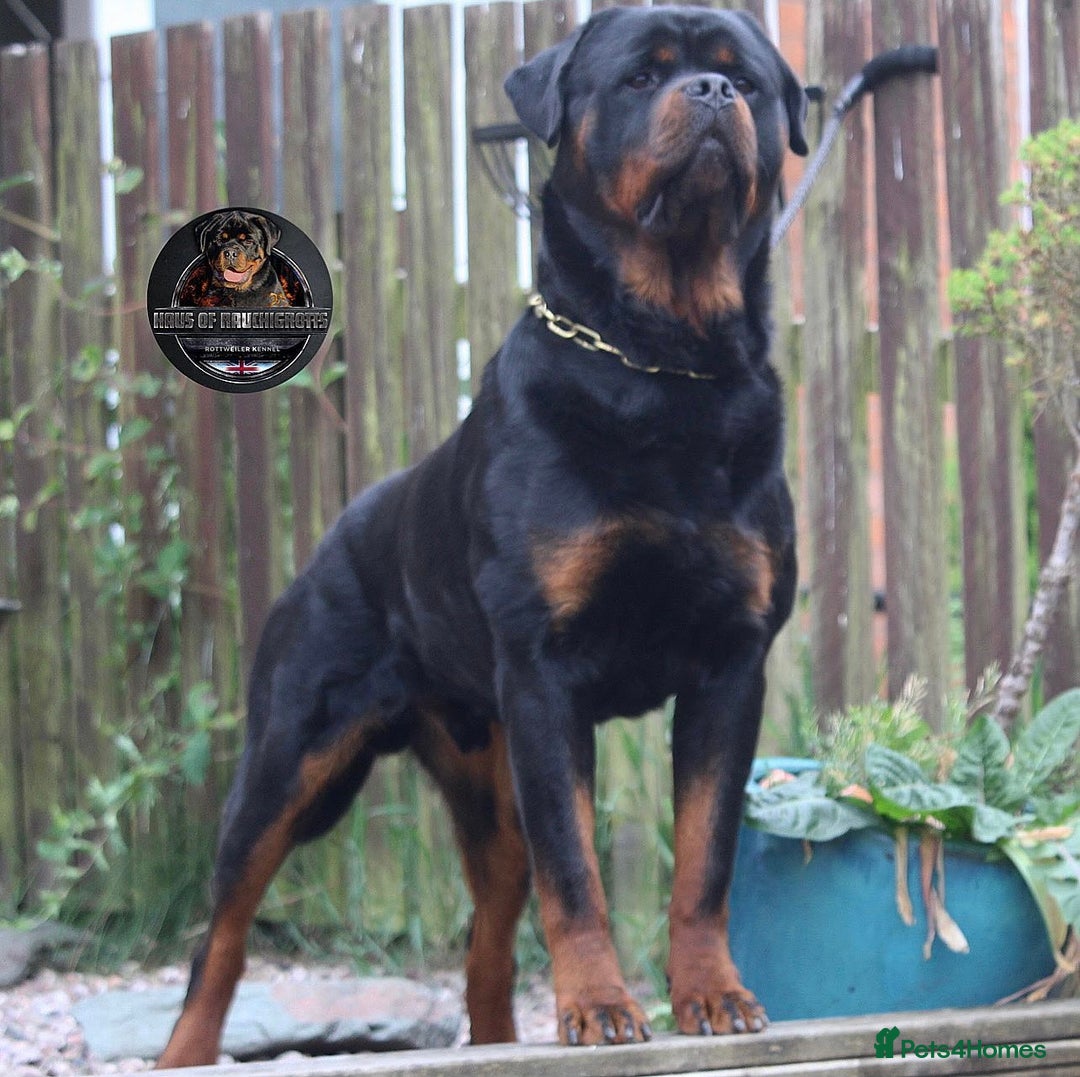 Rottweiler dogs for sale: Top KC Registered Rottweiler Puppies For Sale - Image 28
