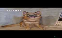 German Shepherd dogs for sale: 🐾Adorable 8-Week-Old German shepherd puppies🐾 - Image 25