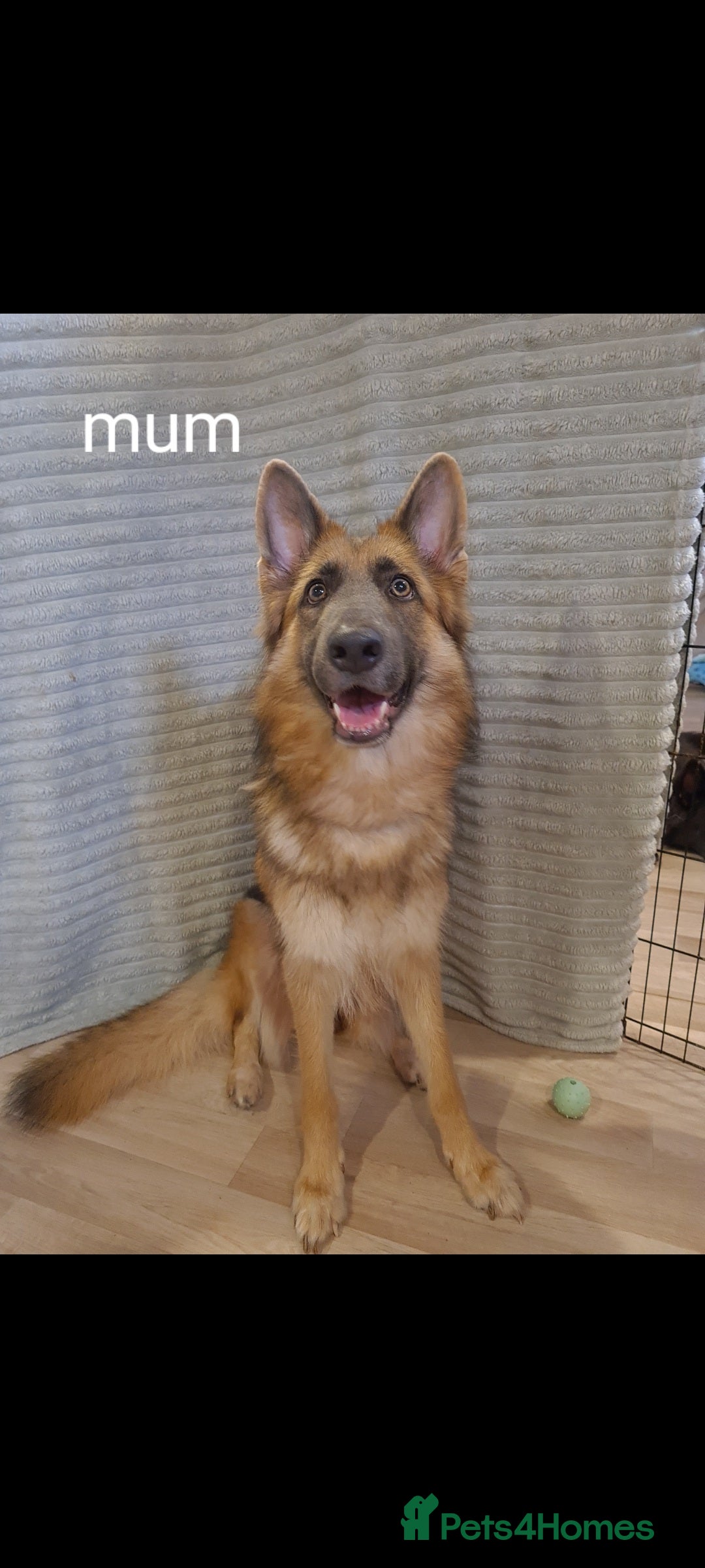 German Shepherd dogs for sale: 🐾Adorable 8-Week-Old German shepherd puppies🐾 - Image 25