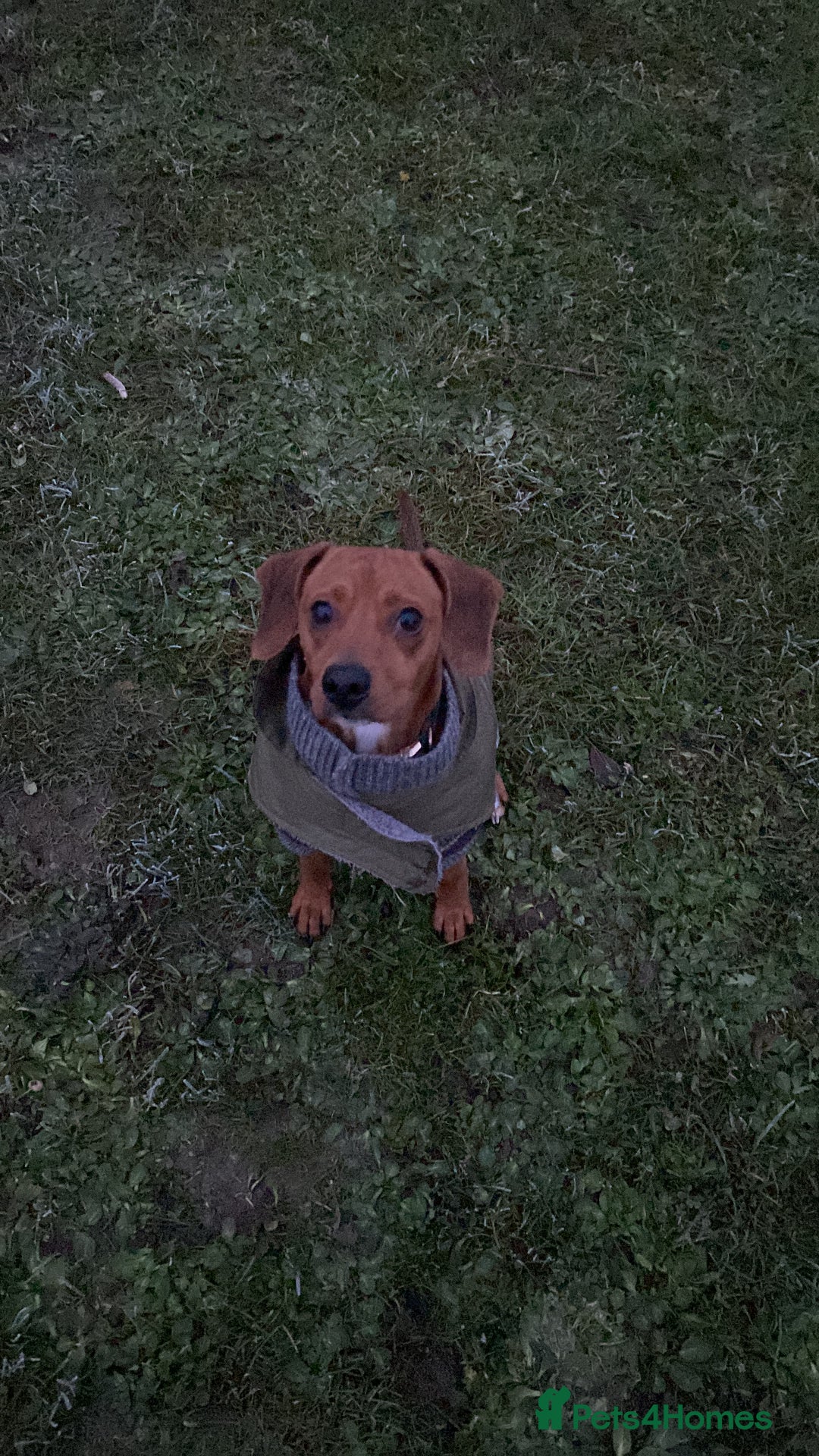 Mixed Breed dogs for sale: meet Phil  - Advert 4