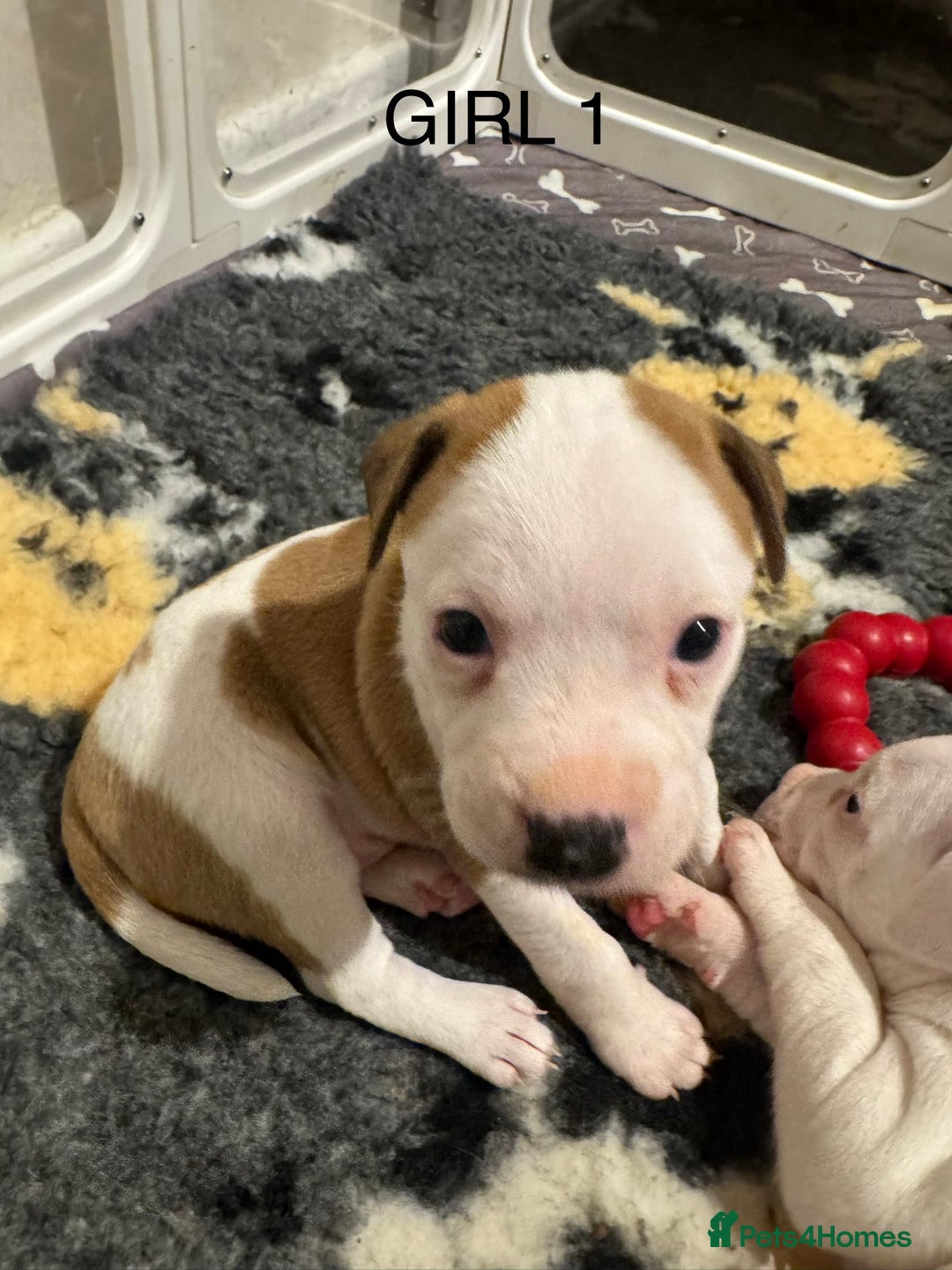 Staffordshire Bull Terrier dogs for sale: Staffordshire bull terrier puppies for sale Sale - Advert 3