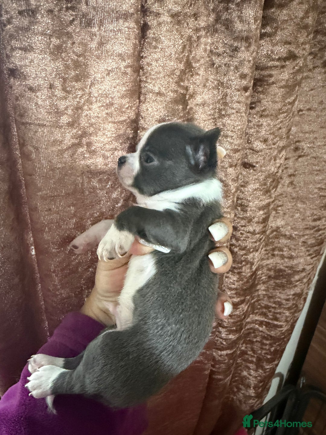 Chihuahua dogs for sale: Chihuahua pups - Advert 17