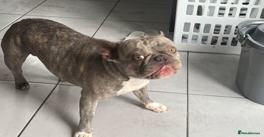 French Bulldog dogs - Advert 3