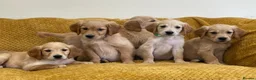 Golden Retriever dogs for sale: Quality litter of KC reg Golden Retriever puppies - Advert 34