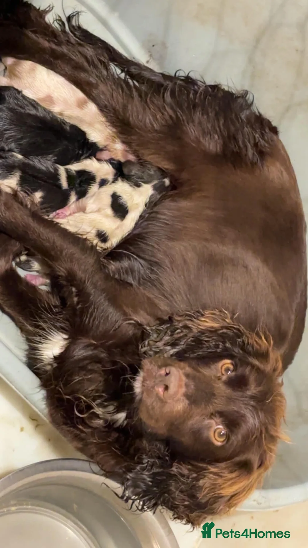 Cocker Spaniel dogs for sale: Cocker Spaniel Puppies  - Advert 26