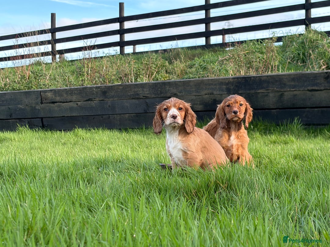 Cocker Spaniel dogs for sale: Cocker spaniel pups - Advert 6