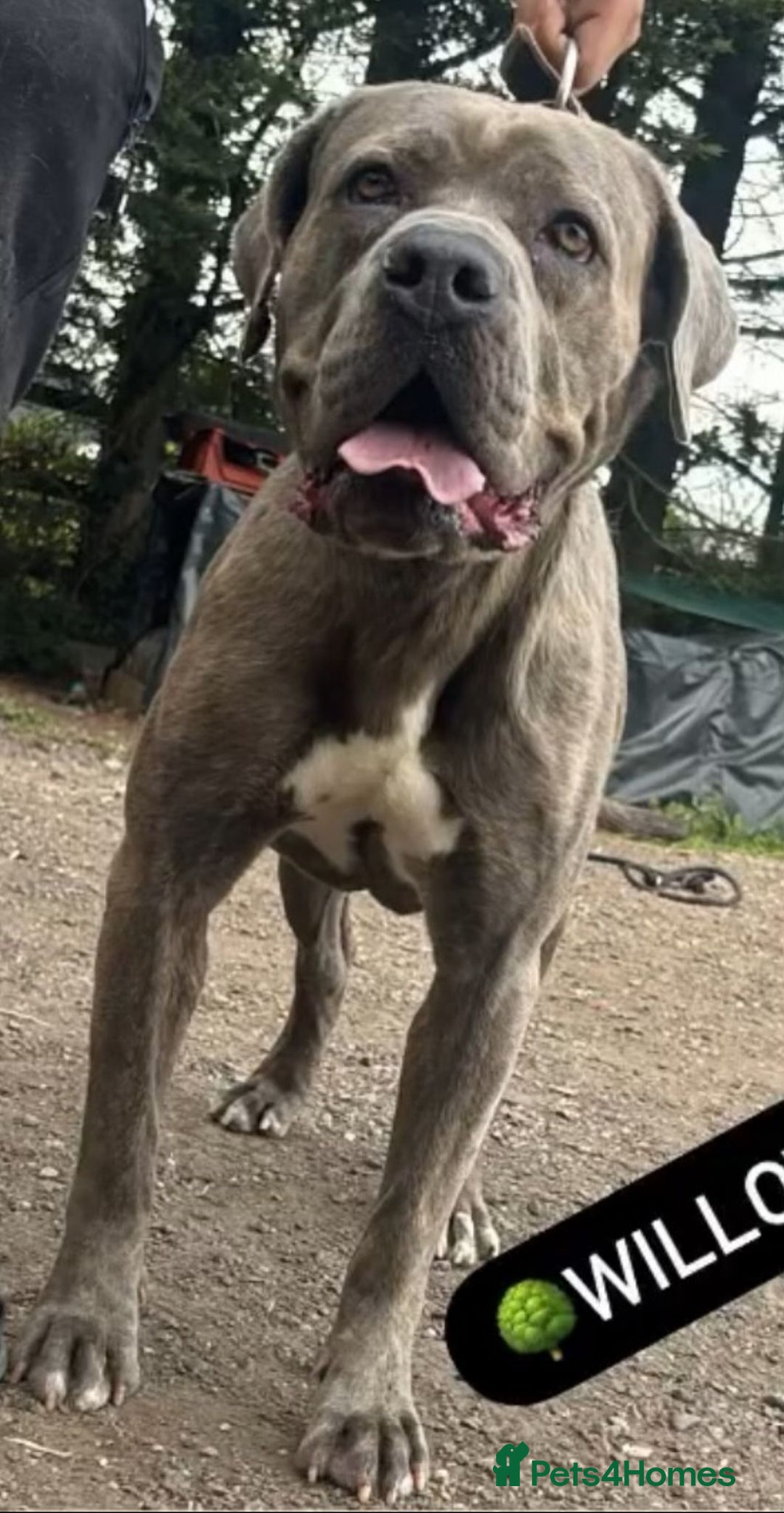 Cane Corso dogs for sale: 10 beautiful cane corso pups for sale 8M 2F - Image 4