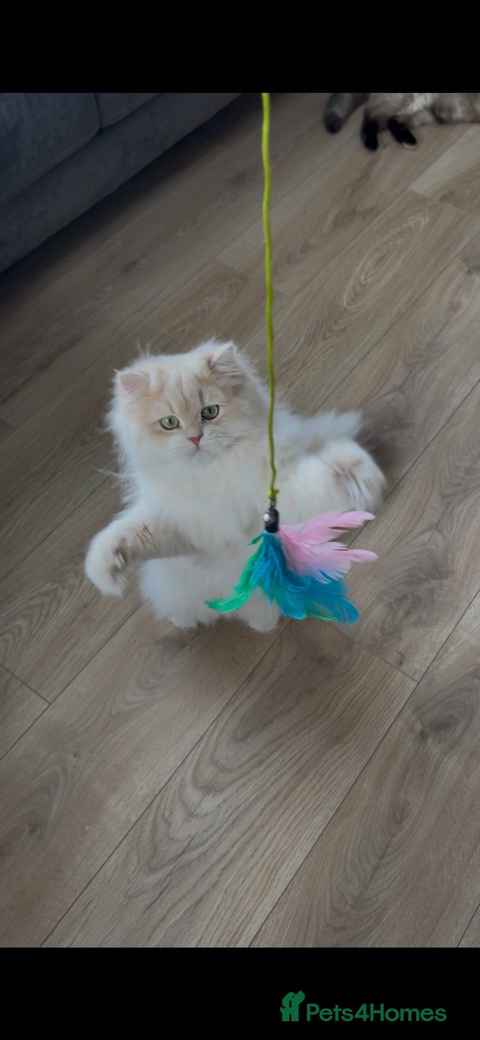 British Longhair cats Stunning Rare Golden Lilac Kitten  - Advert 6