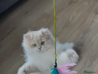 British Longhair cats Stunning Rare Golden Lilac Kitten - Advert 6