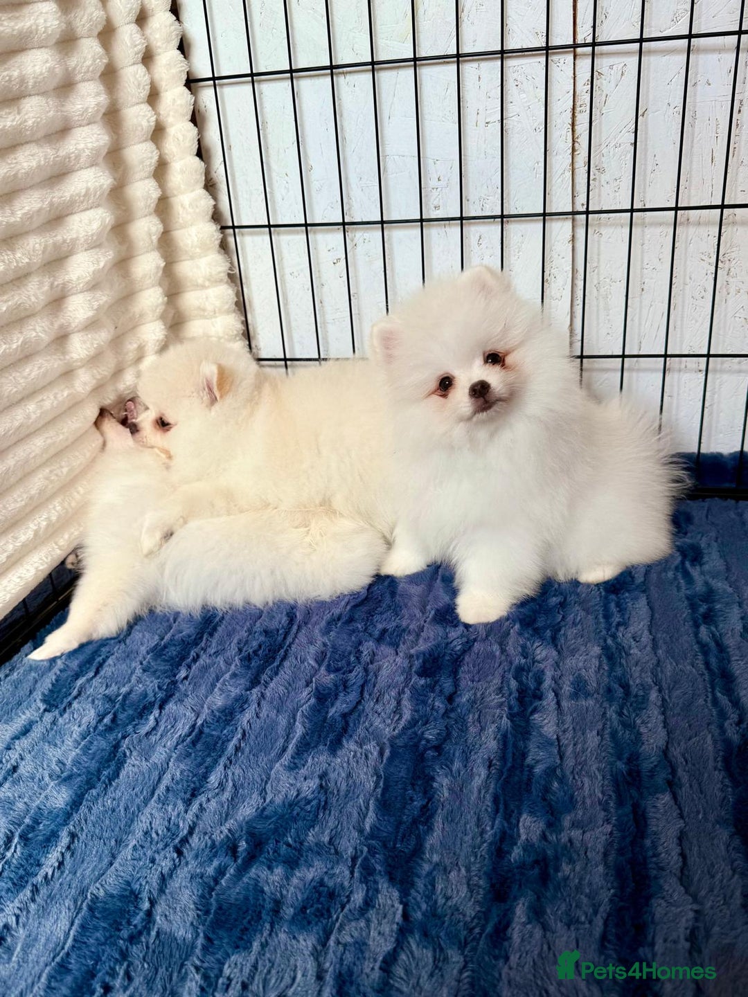 Pomeranian dogs for sale: 🐾✨ Rare White Extra Tiny Size Pomeranian Puppies  - Image 8