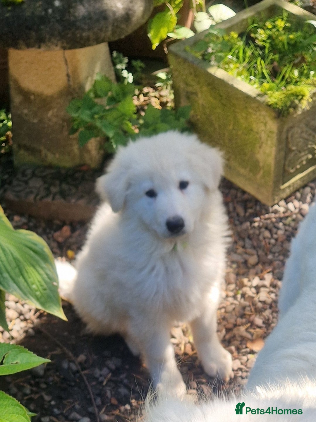 German Shepherd dogs for sale: Gorgeous long coated German Shepherd puppies - Image 8