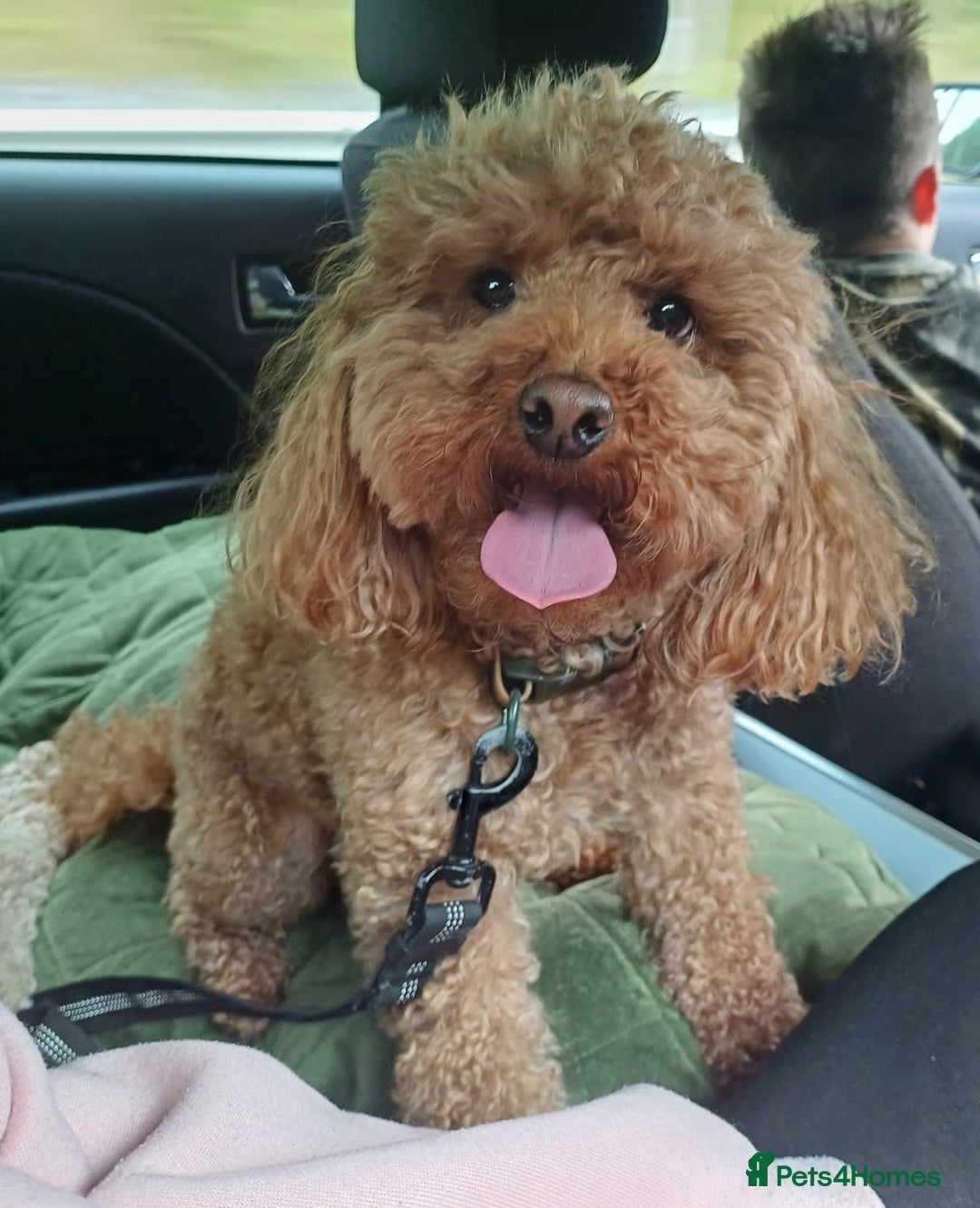 Miniature Poodle dogs for stud: Chocolate brown Miniature Poodle Stud - Advert 1