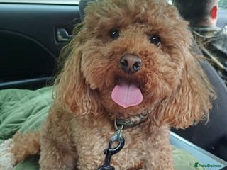 Miniature Poodle dogs Chocolate brown Miniature Poodle Stud - Advert 2