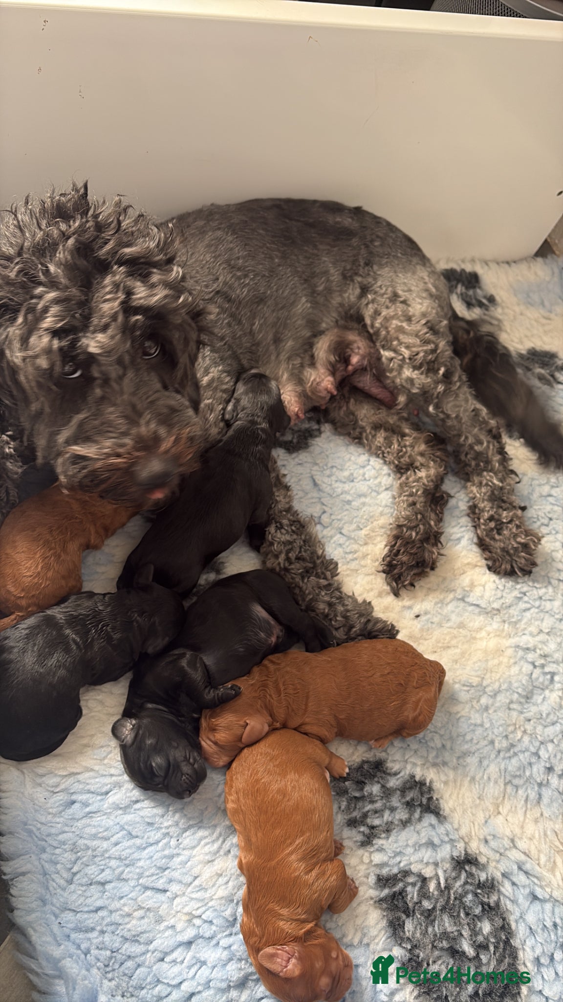 Cockapoo dogs 🐾🐾Beautiful F2 cockapoo puppies🐾🐾 - Advert 1