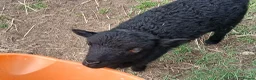 Sheep livestock for sale: Registered Pedigree Ouessant ewes, wethers, lambs - Advert 9