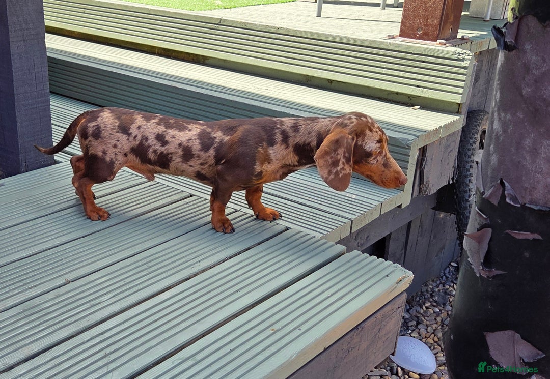 Miniature Dachshund dogs for stud: Choc & Tan Minature Dachshund STUD - Image 14