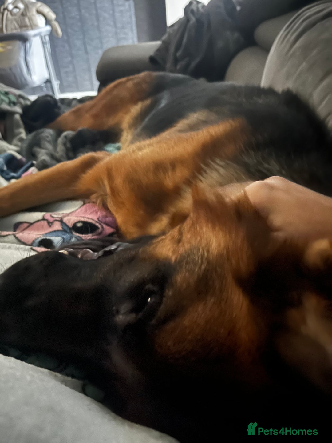 German Shepherd dogs for sale: 1 year old female German shepherd kc  - Advert 2