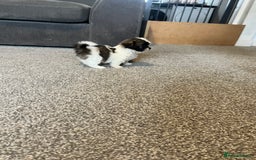 Zuchon dogs for sale: Shihzu x Bichon x Westie - Image 10