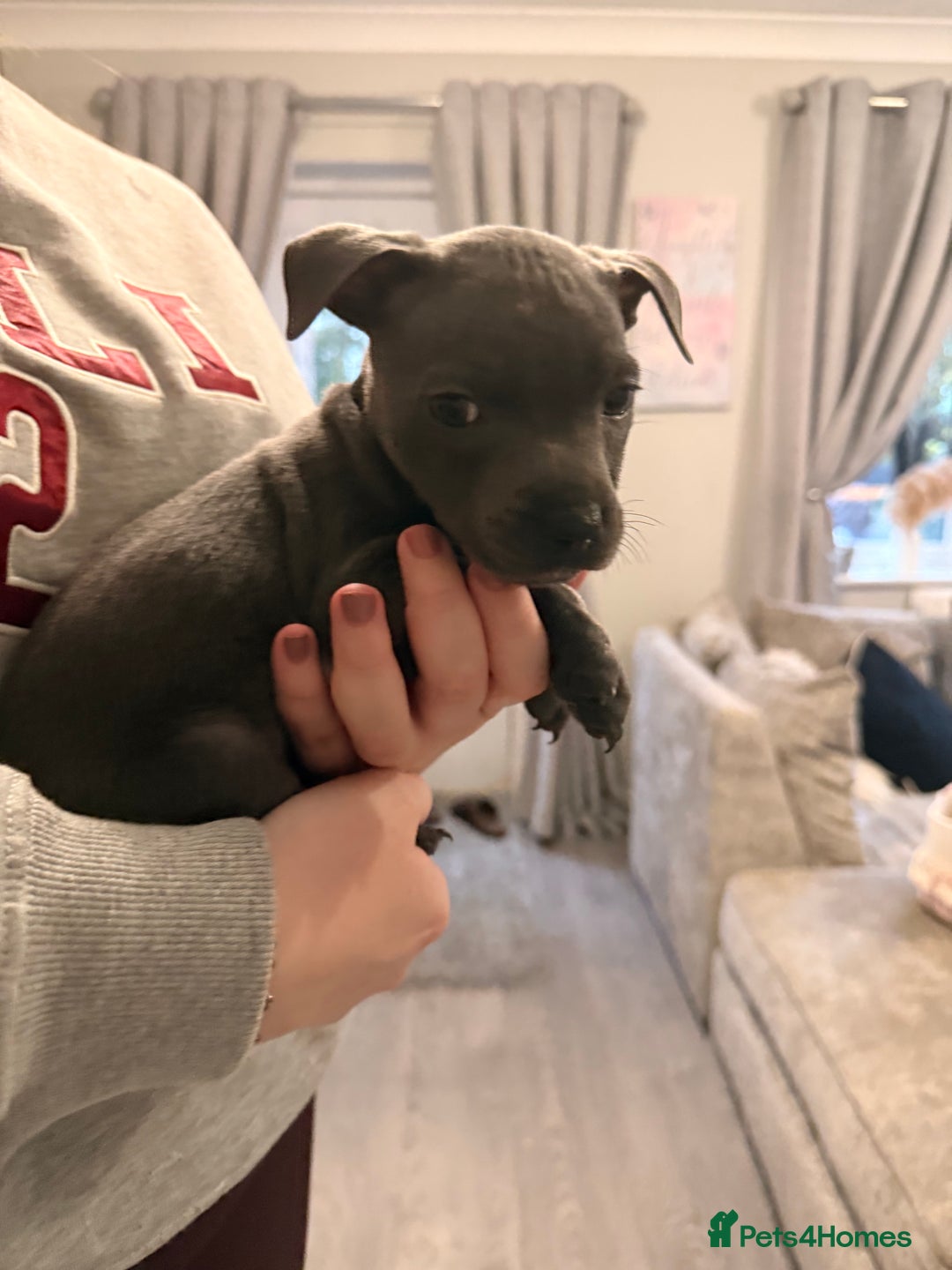 Staffordshire Bull Terrier dogs for sale: 💖🐾READY FOR THEIR NEW HOMES THIS WEEKEND🐾💖 - Image 27