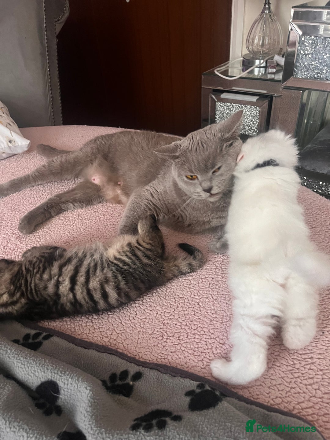 Maine Coon cats for sale: maincoon cross british shorthair  - Advert 1