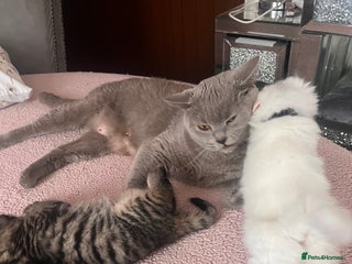 Maine Coon cats maincoon cross british shorthair - Advert 2