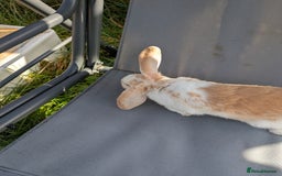 Mini Lop rabbits for sale: Beautiful mini lop bunnies 🐇🐰 - Image 11