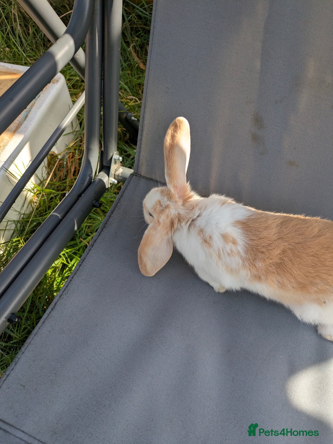 Mini Lop rabbits for sale: Beautiful mini lop bunnies 🐇🐰 - Image 11