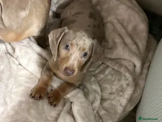 Miniature Dachshund dogs KC REGISTERED LAST BOY dachshund - Advert 4