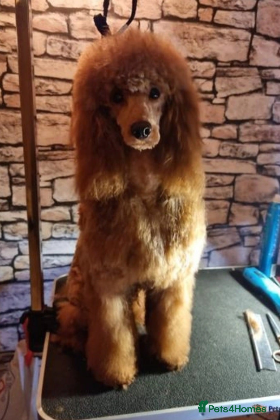 Miniature Poodle dogs Poodle for stud duties in Bournemouth - Advert 11