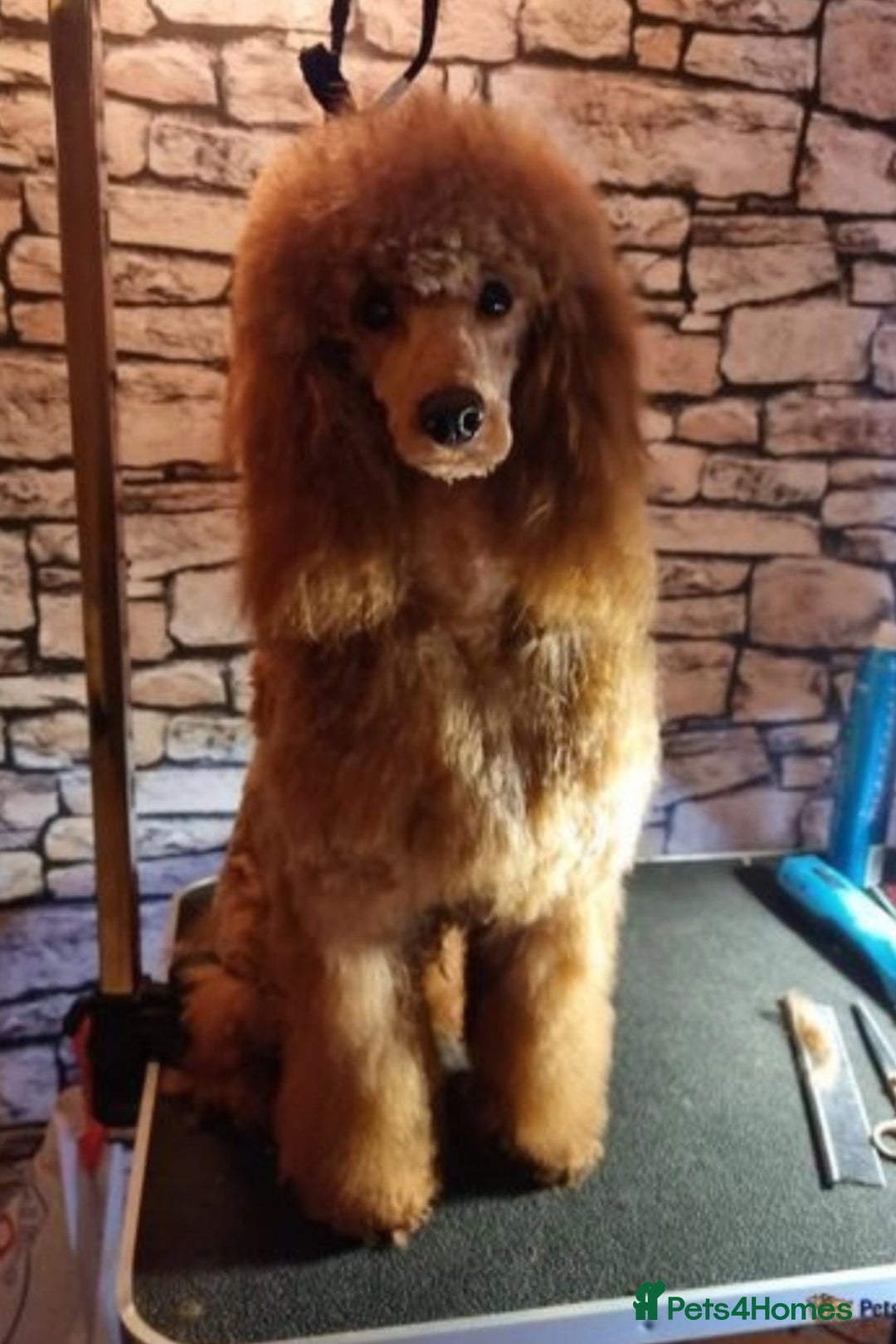 Miniature Poodle dogs for stud: Poodle for stud duties in Bournemouth - Advert 1