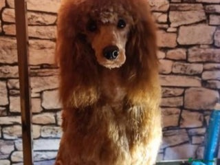 Miniature Poodle dogs Poodle for stud duties in Bournemouth - Advert 1