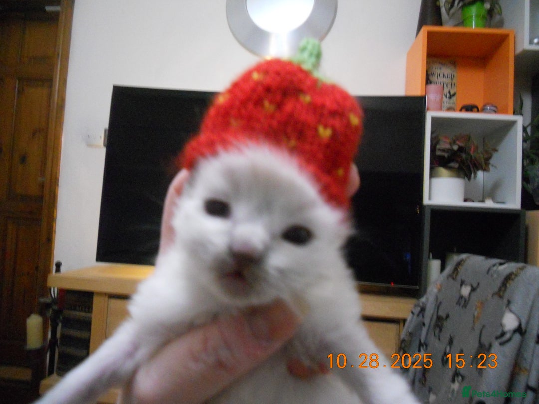 Ragdoll cats for sale: 🎅🎁🎄 RAGDOLL KITTENS 100% PUREBRED STOKE 🎄🎁🎅 - Image 1