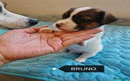 Jack Russell dogs for sale: Jack Russell puppies,Parents reg.Kennel club, - Image 18