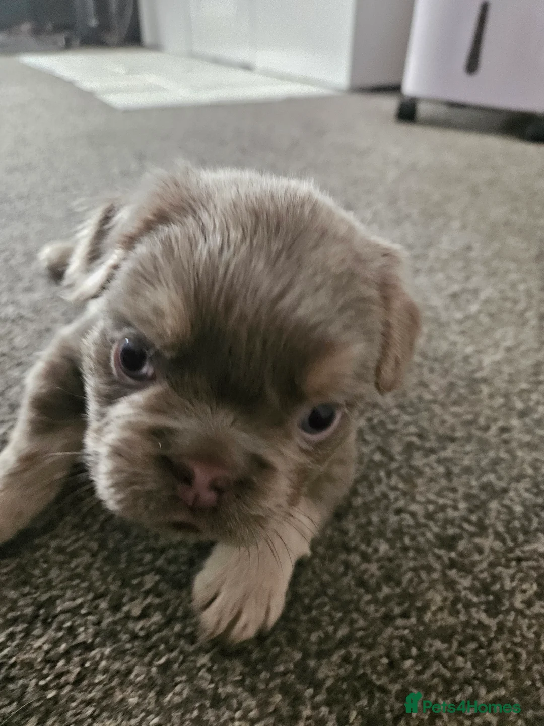French Bulldog dogs for sale: Bitch in Derby - Advert 2