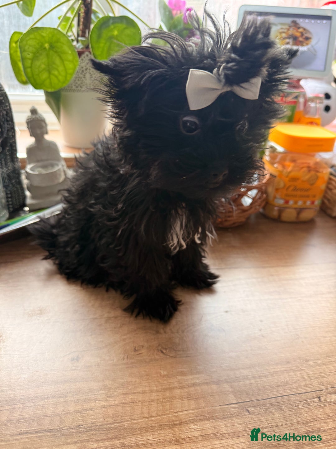 Yorkshire Terrier dogs for sale: 🖤 Black sweet girl ready to leave 💖 - Advert 6