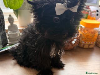 Yorkshire Terrier dogs 🖤 Black sweet girl ready to leave 💖 - Advert 5