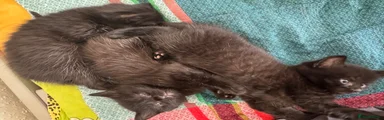 Domestic Shorthair Kitten 2