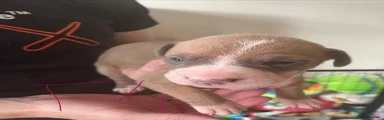 American Bull Staffy 9