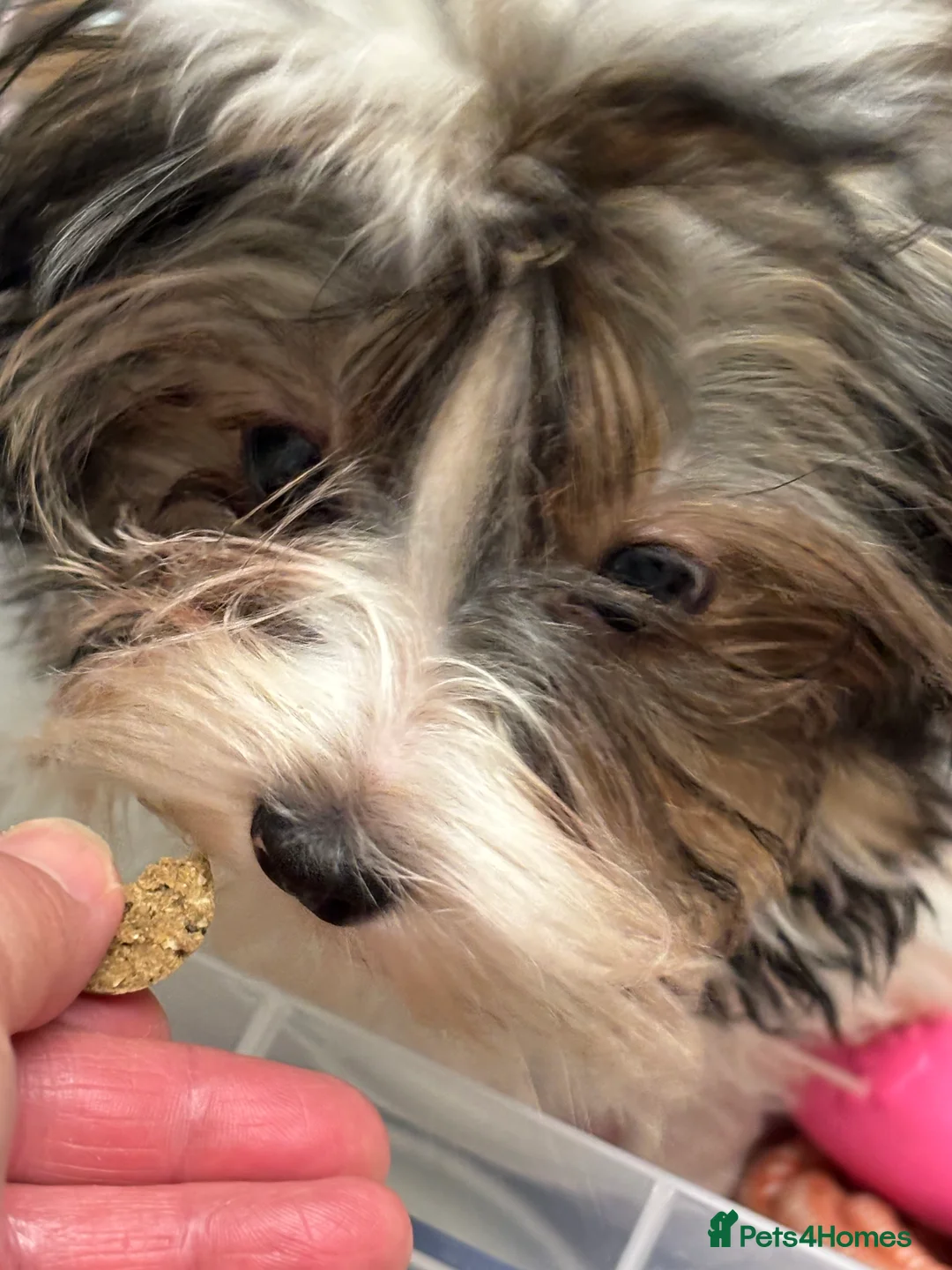 Yorkshire Terrier dogs for sale: Beautiful ned (pedigree name) - Advert 1