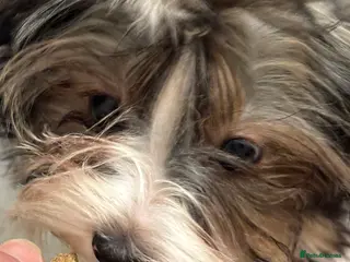 Yorkshire Terrier dogs Beautiful ned (pedigree name) - Advert 12