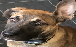 Mixed Breed dogs for sale: Belgian malinois cross staffy pups in Doncaster - Image 18