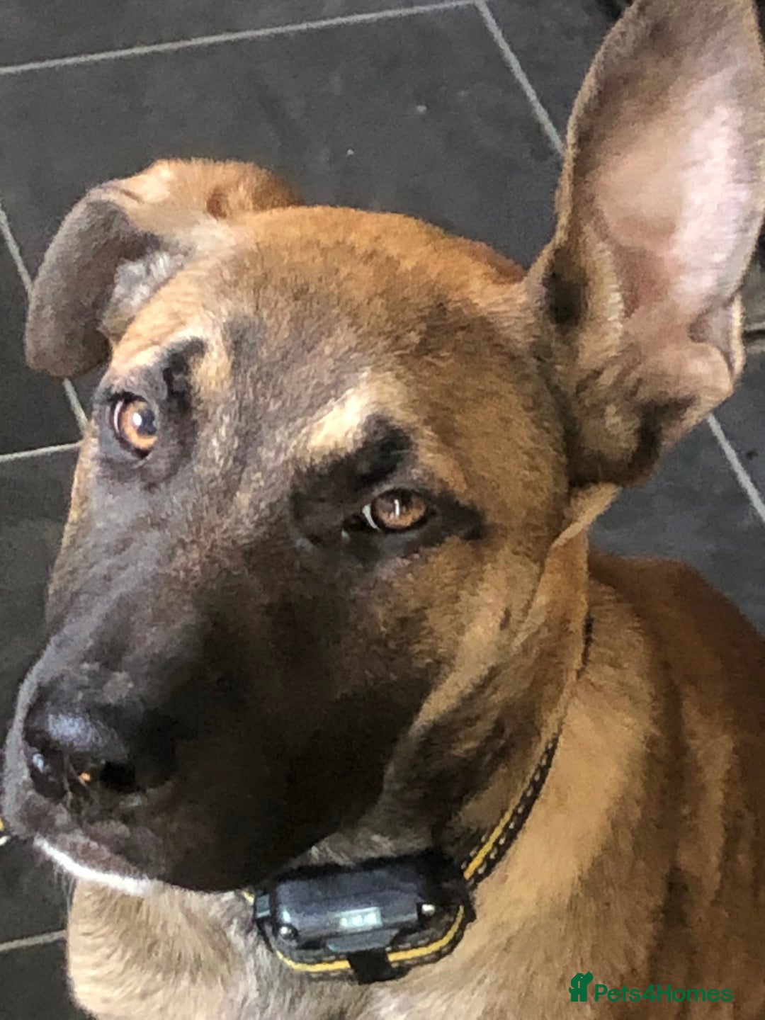 Mixed Breed dogs for sale: Belgian malinois cross staffy pups in Doncaster - Image 18
