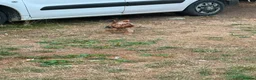 Yorkshire Terrier dogs for sale: Yorkshire terrier puppy  in Hemel Hempstead - Advert 7