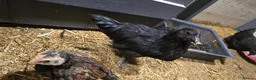 Chickens poultry for sale: Ayam Cemani rooster/Cockerell  in Norwich - Advert 4