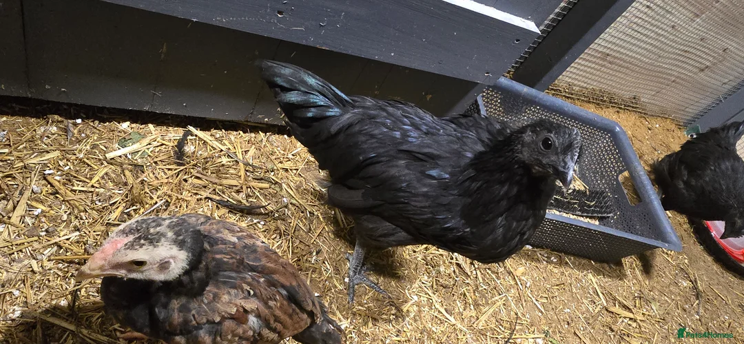 Chickens poultry for sale: Ayam Cemani rooster/Cockerell  in Norwich - Advert 4