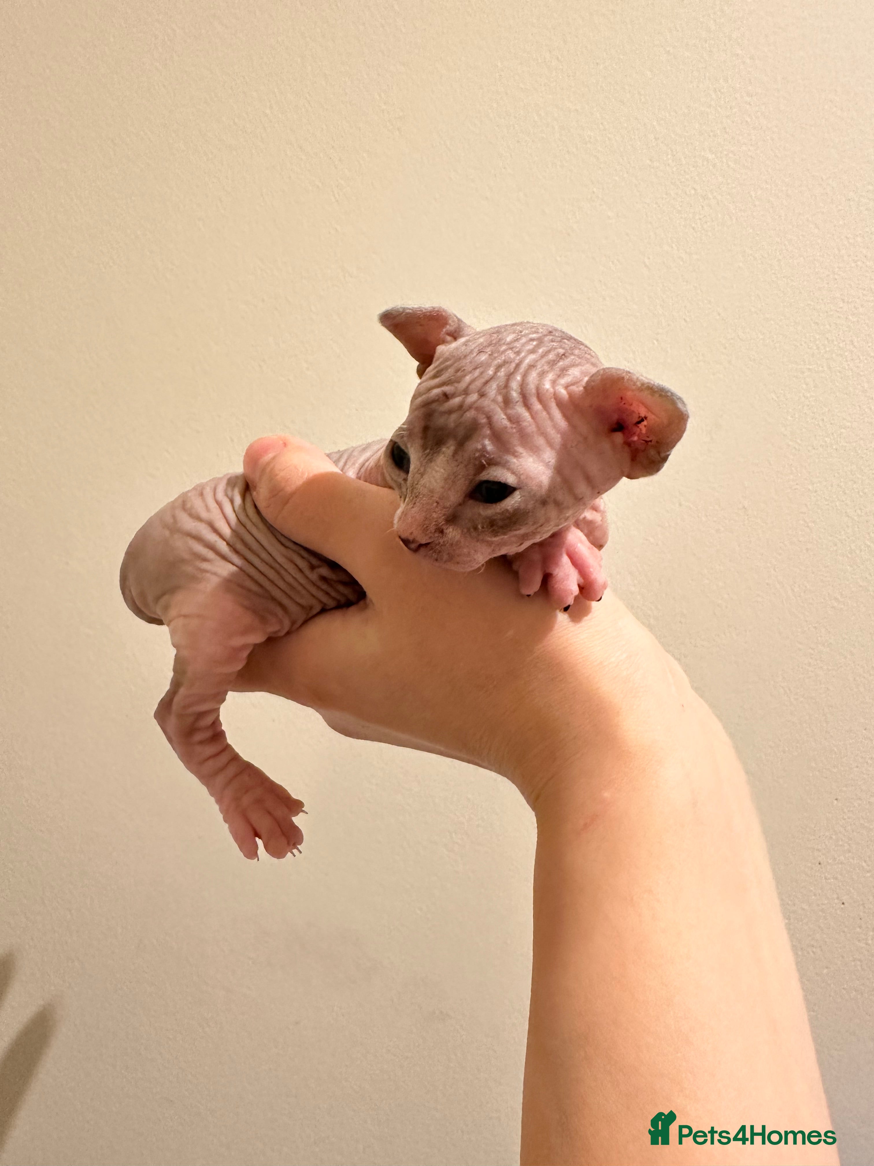 Sphynx cats beautiful Sphynx babies - Advert 5