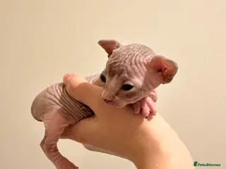 Sphynx cats beautiful Sphynx babies - Advert 5